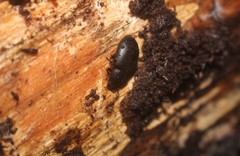 Coelometopus clypeatus