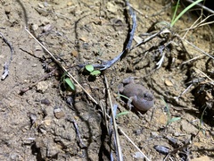 Uperoleia trachyderma