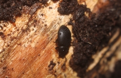 Coelometopus clypeatus