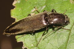 Ochosternus zealandicus