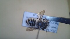 Megachilidae