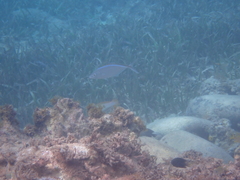 Caranx ruber