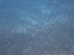 Caranx ruber