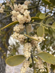 Phoradendron leucarpum