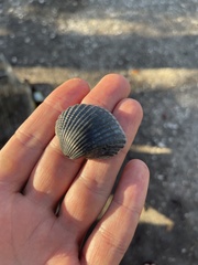 Anadara brasiliana