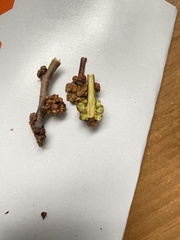 Acalitus phloeocoptes