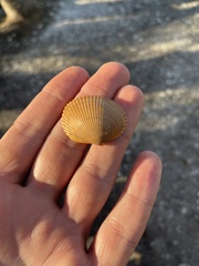Lunarca ovalis