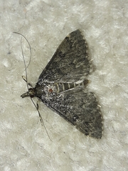 Proternia philocapna