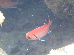 Myripristis jacobus