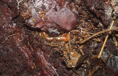 Theatops erythrocephalus