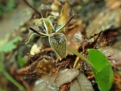 Scoliopus bigelovii