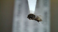 Eurytominae