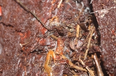 Theatops erythrocephalus