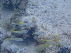 Mulloidichthys martinicus