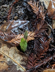 Scoliopus bigelovii