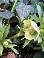 Helleborus viridis