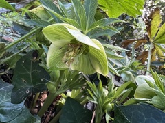 Helleborus viridis
