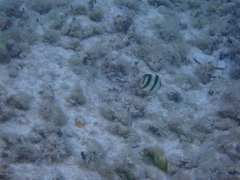 Chaetodon striatus