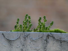 Sedum acre