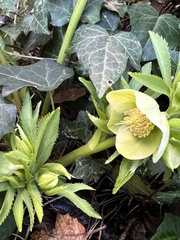 Helleborus viridis