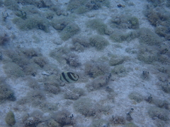 Chaetodon striatus