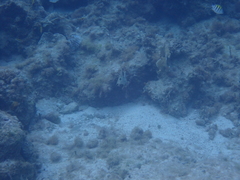 Lactophrys bicaudalis