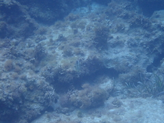 Lactophrys bicaudalis