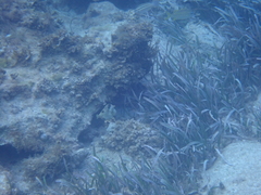 Lactophrys bicaudalis