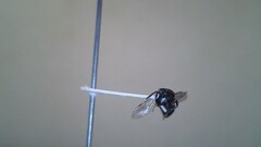 Hylaeus leptocephalus