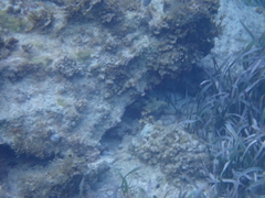 Lactophrys bicaudalis