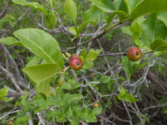 Cordiera rigida