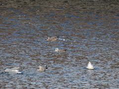 Larus