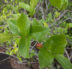Cordiera rigida