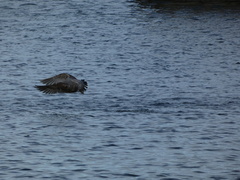 Larus