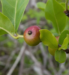 Cordiera rigida