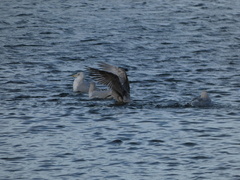 Larus