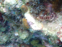 Malacoctenus triangulatus