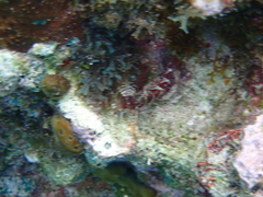 Malacoctenus triangulatus