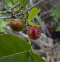 Cordiera rigida