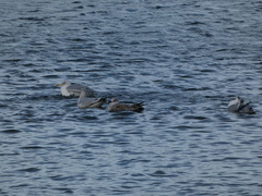 Larus