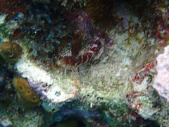 Malacoctenus triangulatus