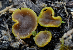 Peziza echinospora
