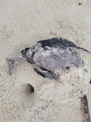 Ardenna tenuirostris