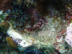 Malacoctenus triangulatus