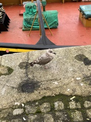 Larus fuscus