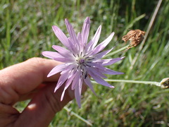 Scorzonera purpurea