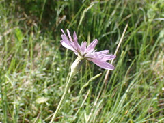 Scorzonera purpurea