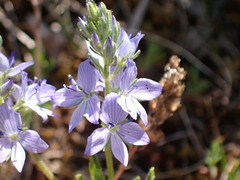 Veronica orsiniana