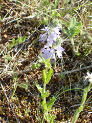 Veronica orsiniana
