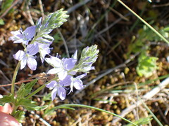 Veronica orsiniana